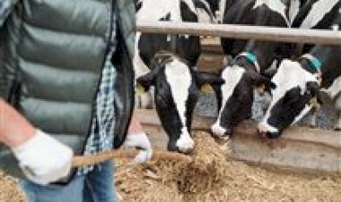 Suplementação na entressafra: investimento em saúde e produtividade