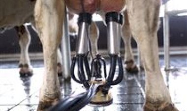 Como definir o sistema de ordenha certo para sua propriedade?