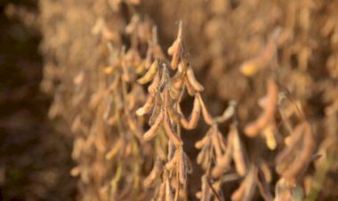 Cade decide pelo fim da Moratória da Soja a partir de 2026