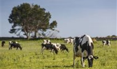 SC: sistema de leite estacional garante férias da ordenha