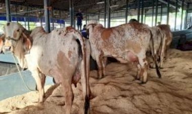 3ª ExpoLeite: matrizes do Concurso Leiteiro chegam antes ao Parque Fernando Costa, em Uberaba (MG)