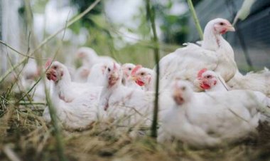 Setor avícola espera decisão da China sobre retomada das importações de frango
