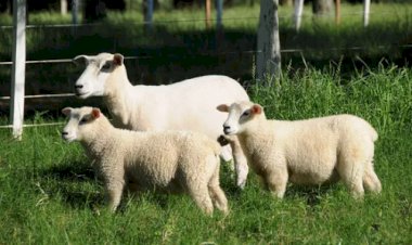 Conheça a ‘ovelha do futuro’: criação da Embrapa promete revolucionar a ovinocultura