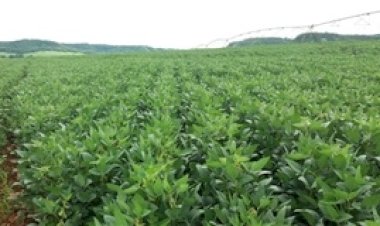 Soja: exportação recorde e a atenção total no clima