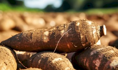 Preço da mandioca sobe e atinge maior valor em 4 meses