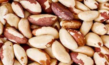 Costa Rica autoriza importação de castanha-do-Brasil