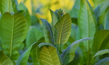 Sol e chuvas leves favorecem cultivo de tabaco