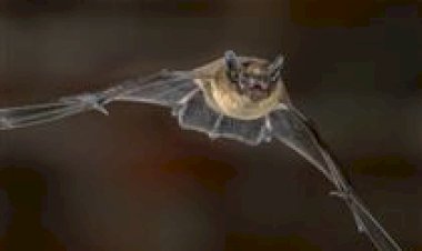 Surto de raiva bovina mobiliza vigilância sanitária em Rondônia