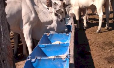 Giro rápido no pasto: conheça a RIP e a TIP