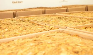 Tabaco: um mercado que pode bater US$ 3 bilhões em 2025