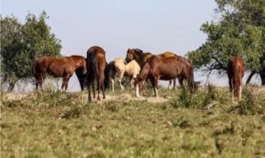 Sobe para sete o número de cavalos mortos após comer feno contaminado em Goiânia