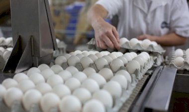 Goiás registra crescimento de 65,7 porcento na produção de ovos