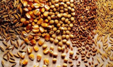 Exportações brasileiras de soja e milho disparam e total de grãos deve superar 153 milhões de toneladas em 2025