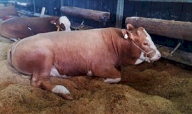 Limite de altura para veículo de transporte de animal vivo