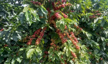 Café da Nova Alta Paulista conquista Indicação Geográfica para valorizar história e produto