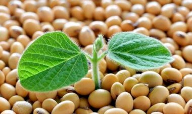 Soja se movimenta, mas frete preocupa