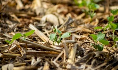 Atraso das chuvas ameaça safra 2025/26 de soja em Mato Grosso, alerta Aprosoja-MT