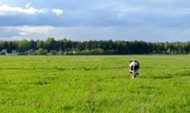 Agro pode ser parte da solução para o freio da emergência climática