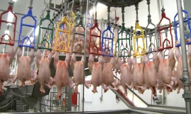 Acomodação nas cotações permanece, aguardando retomada de alta da carne de frango no curto prazo