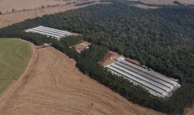 GTF inaugura unidade de ovos férteis no Paraná e amplia controle da produção avícola