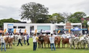 Brahman brasileiro impressiona estrangeiros na 21ª ExpoBrahman