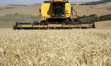 Trigo, soja e milho operam com leves ajustes nos mercados