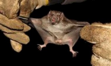 Rio Grande do Sul confirma foco de raiva e alerta produtores rurais