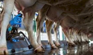 EMATER/RS: redução na produção de leite e troca de pastagens