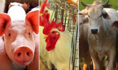 Com expansão em todos os setores, VBP animal tende a aumentar mais de 12 porcento em 2025