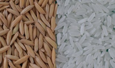 Setor do arroz alerta para colapso e cobra união entre lavoura, indústria e governo