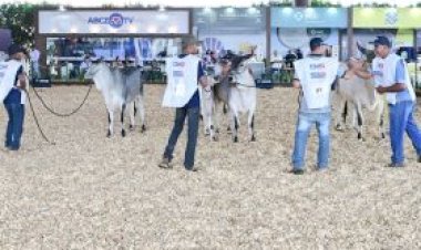 Guzerá Leiteiro foi destaque na 3ª ExpoLeite
