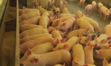 Suinocultores perdem poder de compra em outubro