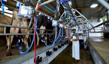 Custos de produção e preços do leite recuam no Rio Grande do Sul