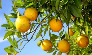 Cepea: chuvas favorecem citros, mas produção ainda depende de maior volume