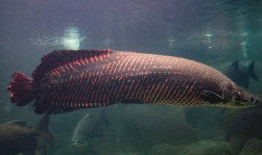 Cápsulas de alho se mostram eficazes contra parasitas do pirarucu