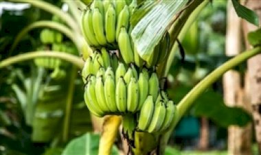 Banana brasileira busca competitividade no mercado mundial