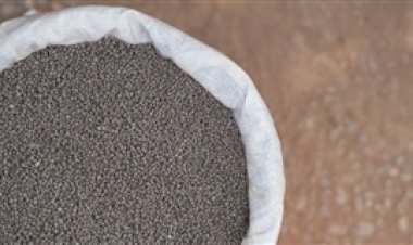 Preço do SSP despenca e produtores antecipam compras