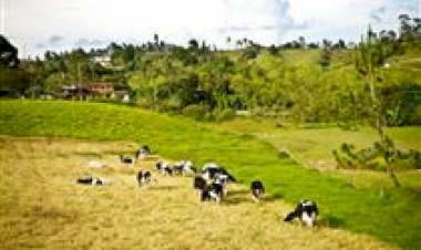 Agro brasileiro busca protagonismo na COP30