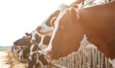 Biosseguridade: o primeiro passo para um rebanho saudável