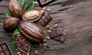 Moagens em queda e ajustes de posição sinalizam cautela no mercado de cacau