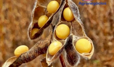 Soja: otimismo some de Chicago