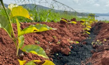 NetZero inaugura planta de biochar de R$ 25 milhões em Minas Gerais