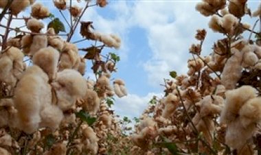 BA: algodão registra retração na área cultivada