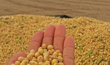 Soja fecha outubro em alta com trégua comercial