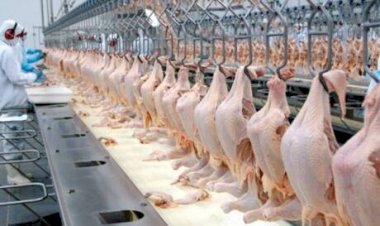 Desempenho do frango abatido na 45ª semana de 2025, primeira completa do mês de novembro