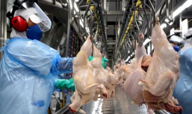 Desempenho do frango abatido na 45ª semana de 2025, primeira completa do mês de novembro