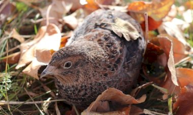 Brasil amplia acesso a mercados e passa a exportar codornas aos Emirados Árabes e feijão preto ao Líbano