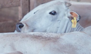 Chegada das chuvas: como controlar a mosca-dos-chifres