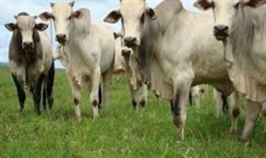 Recorde nas exportações de carne bovina sustenta preços no Brasil