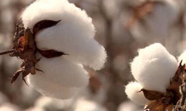 Exportações brasileiras da pluma seguem intensas